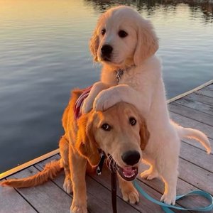 人妻丰满熟妇av滝川恵理
